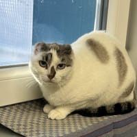 SOLEA, chatte à adopter