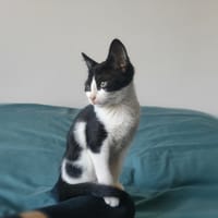 APACHE, chat à adopter