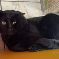 AUGUSTIN, chat à adopter