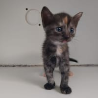 TEISSEIRE, chatte à adopter