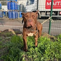 SPOKY, chien à adopter