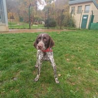 PAA23094 ciboulot, chien à adopter