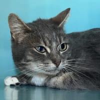 LOUNA, chatte à adopter