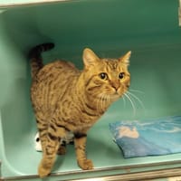 THEKAN  PAB28207, chat à adopter