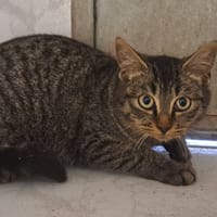 FLEURETTE, chatte à adopter