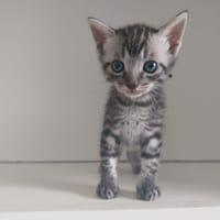 TRIUM, chat à adopter