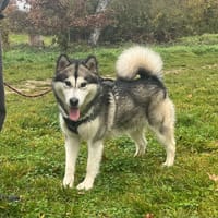 VAMOS OAA19878, chien à adopter