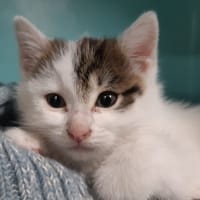 Nita, chatte à adopter