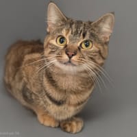 anastasia, chatte à adopter