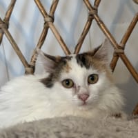 adélaïde, chatte à adopter