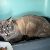 SAMY, chat à adopter