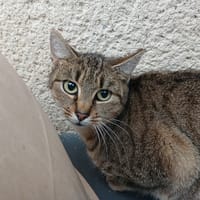 FUKU, chat à adopter