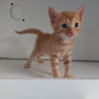 TOBLERONE, chat à adopter