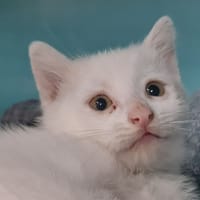 Neige, chatte à adopter