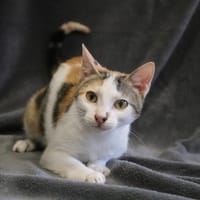 NEPHYLA HAB17403, chatte à adopter