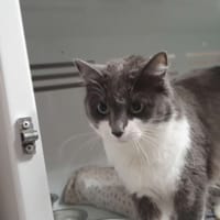 FAROU, chatte à adopter