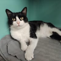 HEXO PAB28212, chat à adopter