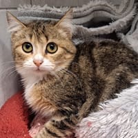 CHAFFUIN, chatte à adopter