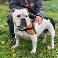 HOSHI, chienne à adopter