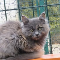 Altesse(reservée), chatte à adopter