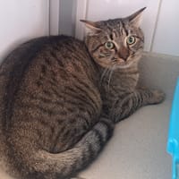 TOPINAMBOUR, chat à adopter