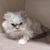 ARISTO PAB28215, chat à adopter