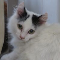 Alicie, chatte à adopter