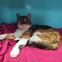 NOVA, chatte à adopter