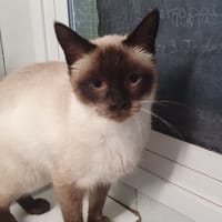 Khéops, chatte à adopter