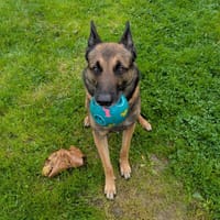 TAZ, chien à adopter