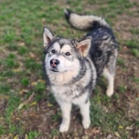 ALAIN, chien à adopter