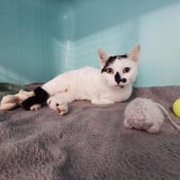 Miminette, chatte à adopter