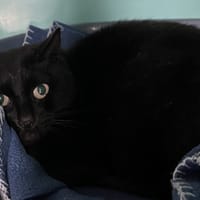 JAGUAR, chatte à adopter
