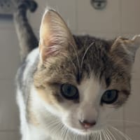 gloss, chat à adopter