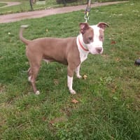 TOKYO PAA23093, chienne à adopter