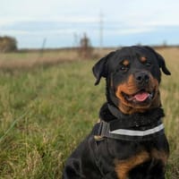 SIMBA, chien à adopter