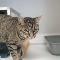 DOLBY, chatte à adopter