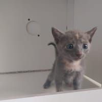 TREK (réservée ), chatte à adopter