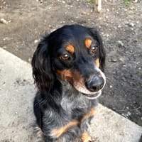 OLY (réservée), chienne à adopter