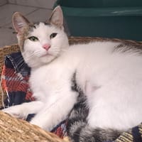 LYRA, chatte à adopter