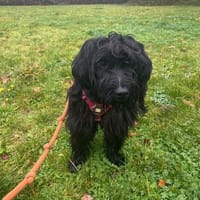 TUX OAA19879, chien à adopter