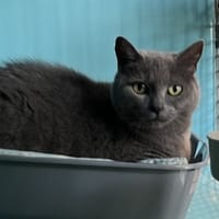 ENGIE, chatte à adopter
