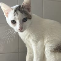 blush, chat à adopter