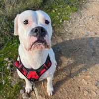 URA en attente visite véto, chienne à adopter