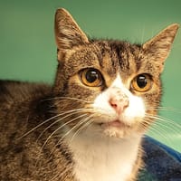 FANNY C, chatte à adopter