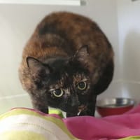 BEAUTE, chatte à adopter