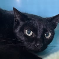 FIFINE, chatte à adopter