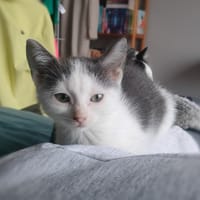 ABY, chatte à adopter