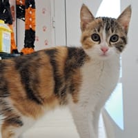 IVY, chatte à adopter