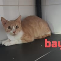 BAYA, chatte à adopter
